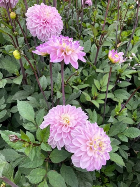 Dahlia Espacio