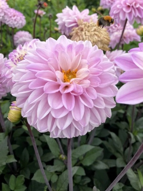 Dahlia Espacio