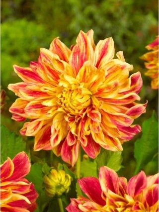 Dahlia Explosion