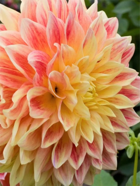 Dahlia Explosion