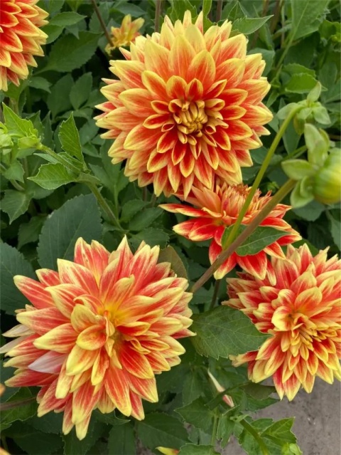 Dahlia Explosion