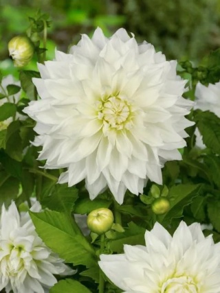 Dahlia Fleurel