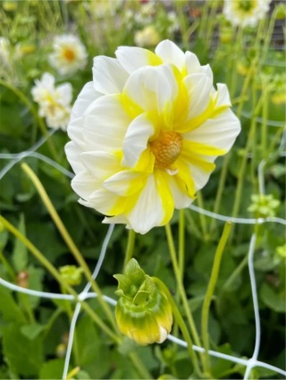 Dahlia Fire & ice lemon