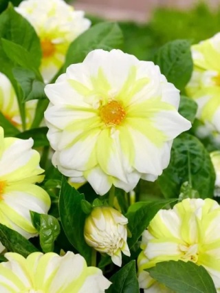 Dahlia Fire & ice lemon