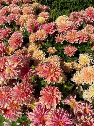 Dahlia Garden desire