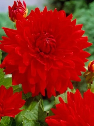 Dahlia Garden wonder deco