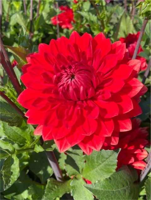 Dahlia Garden wonder deco