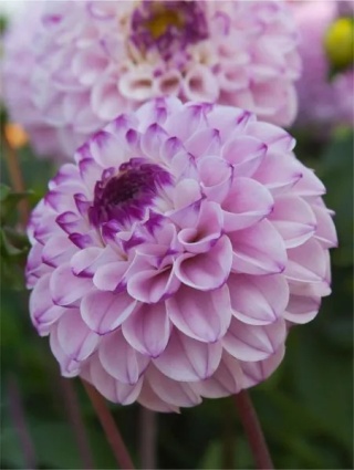 Dahlia Genova
