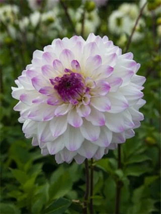 Dahlia Hapet blue eyes