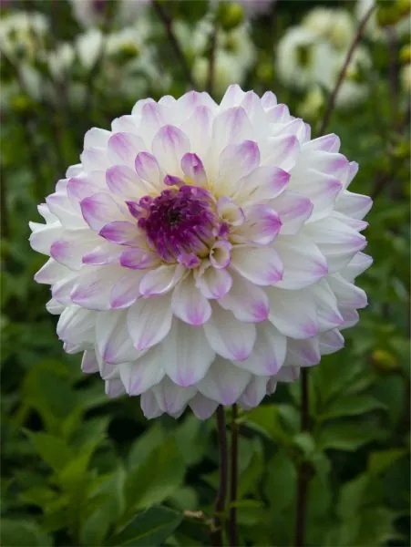 Dahlia Hapet blue eyes