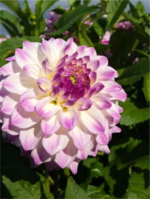 Dahlia Hapet blue eyes