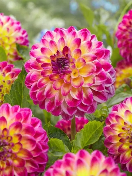 Dahlia Hapet daydream