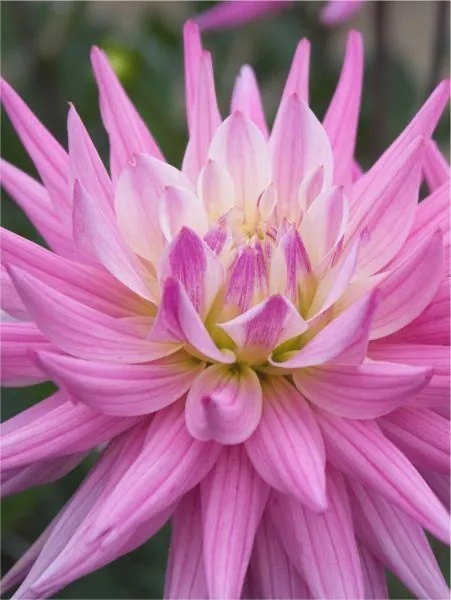 Dahlia Hillcrest candy