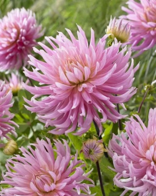 Dahlia Hollyhill cotton candy