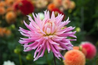 Dahlia Hollyhill cotton candy