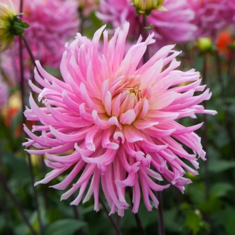 Dahlia Hollyhill cotton candy