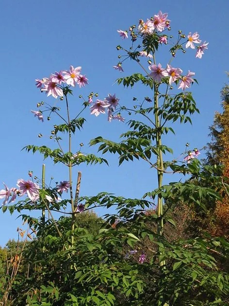Dahlia Imperialis