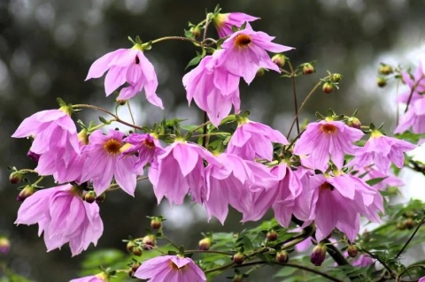 Dahlia Imperialis