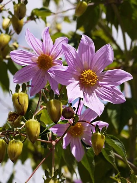 Dahlia Imperialis