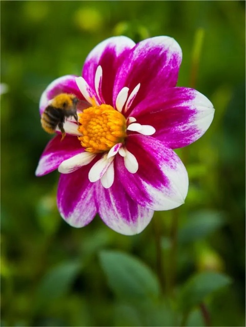 Dahlia Impression fabula