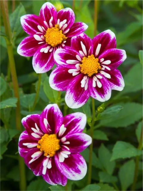 Dahlia Impression fabula