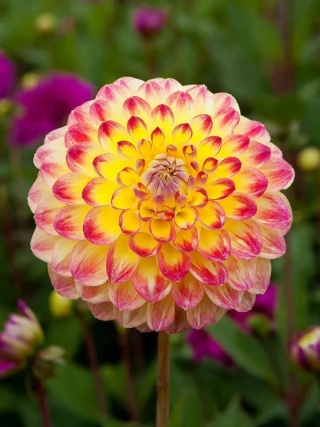 Dahlia Jowey arenda