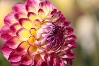 Dahlia Jowey arenda