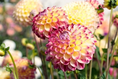 Dahlia Jowey arenda