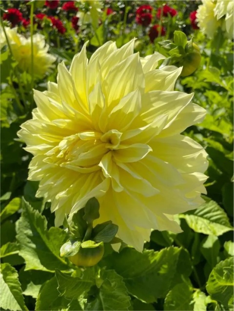 Dahlia Kelvin floodlight
