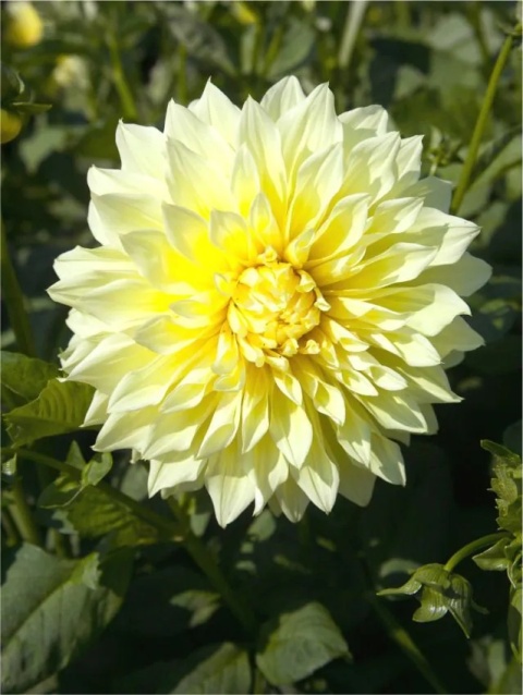 Dahlia Kelvin floodlight