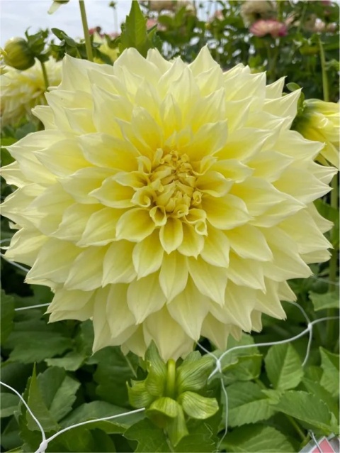Dahlia Kelvin floodlight
