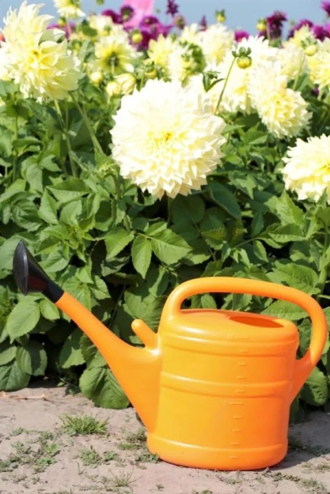 Dahlia Kelvin floodlight