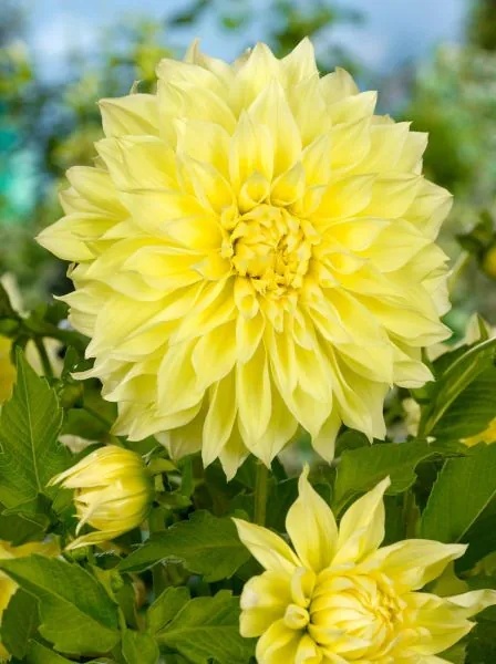 Dahlia Kelvin floodlight