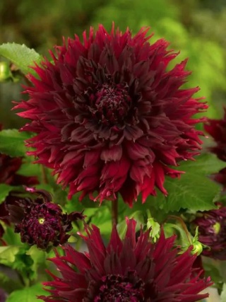 Dahlia Kenora macop-b