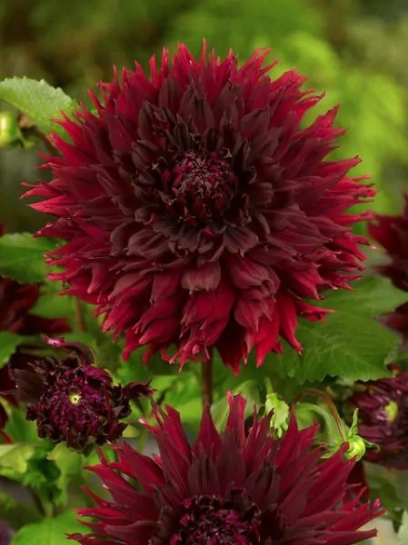 Dahlia Kenora macop-b