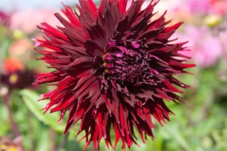 Dahlia Kenora macop-b