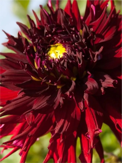 Dahlia Kenora macop-b