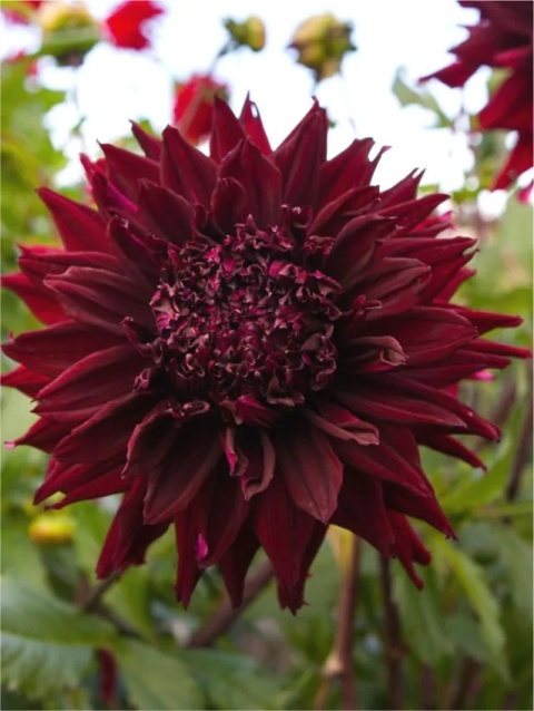 Dahlia Kenora macop-b