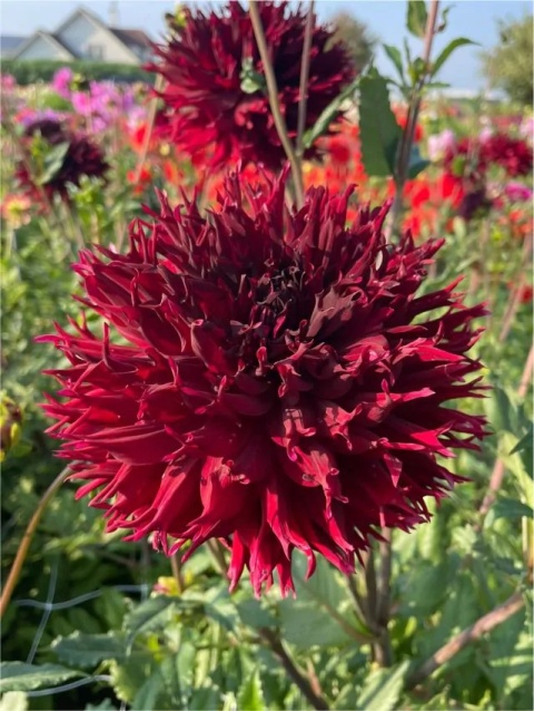 Dahlia Kenora macop-b