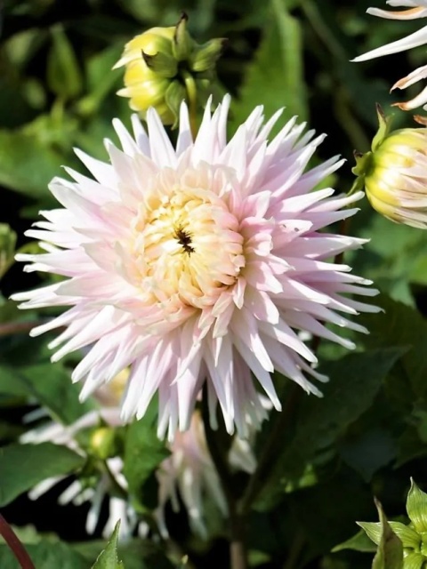 Dahlia Kiev