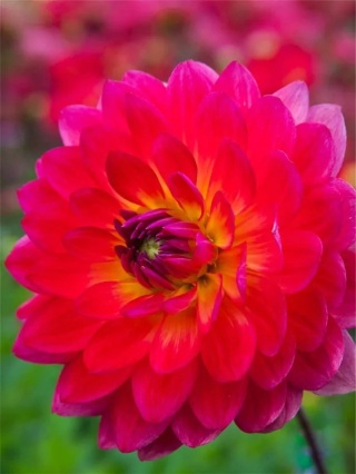 Dahlia Kilburn glow