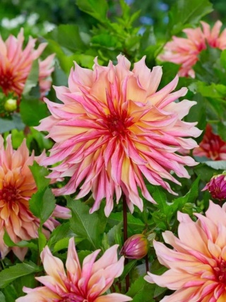Dahlia Labyrinth