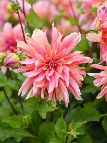 Dahlia Labyrinth