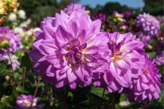 Dahlia Lake michigan