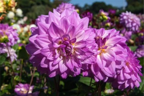 Dahlia Lake michigan