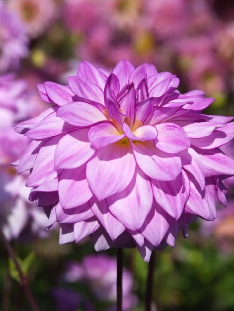 Dahlia Lake michigan