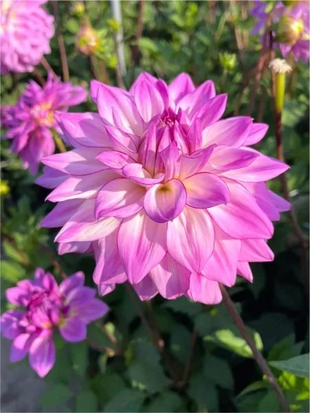 Dahlia Lake michigan