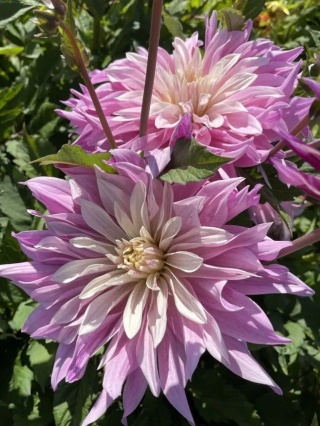 Dahlia Labyrinth twotone