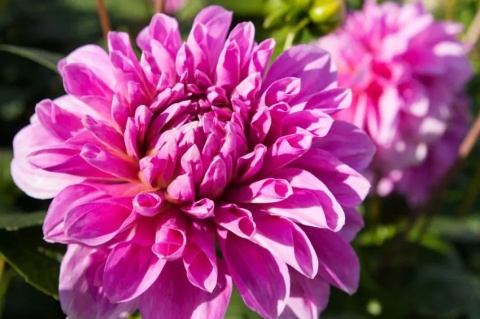 Dahlia Lavender perfection