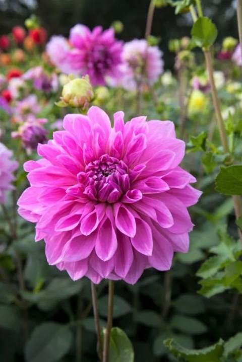 Dahlia Lavender perfection